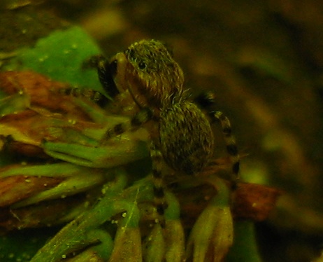 Ballus sp.